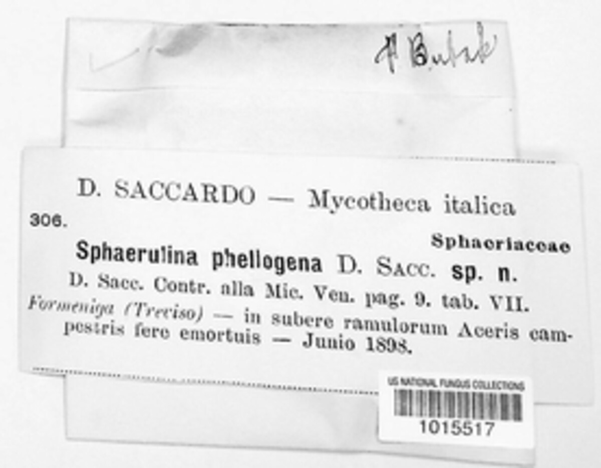 Sphaerulina phellogena image